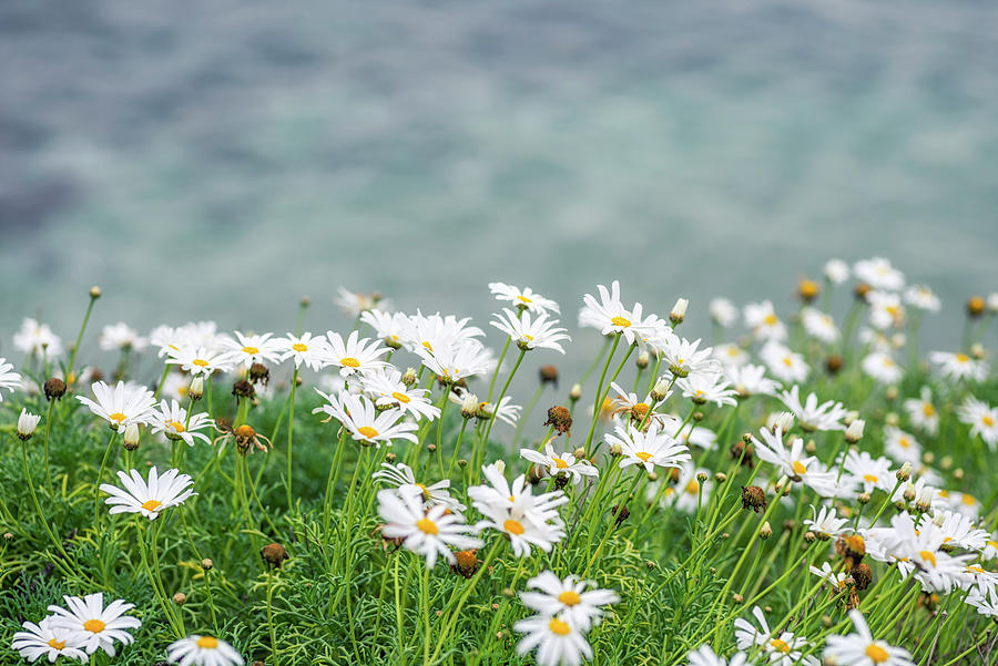 Flower Photograph - Dainty Daisies Above The Sea #1 by Joseph S Giacalone