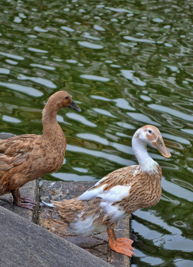 Duck Photograph - Dainty Ducks by JAMART Photography