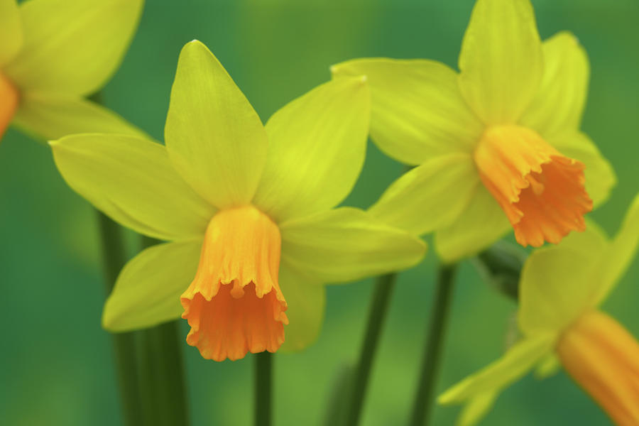 Dainty Golden Jetfire Daffodils In Photograph by Rosemary Calvert