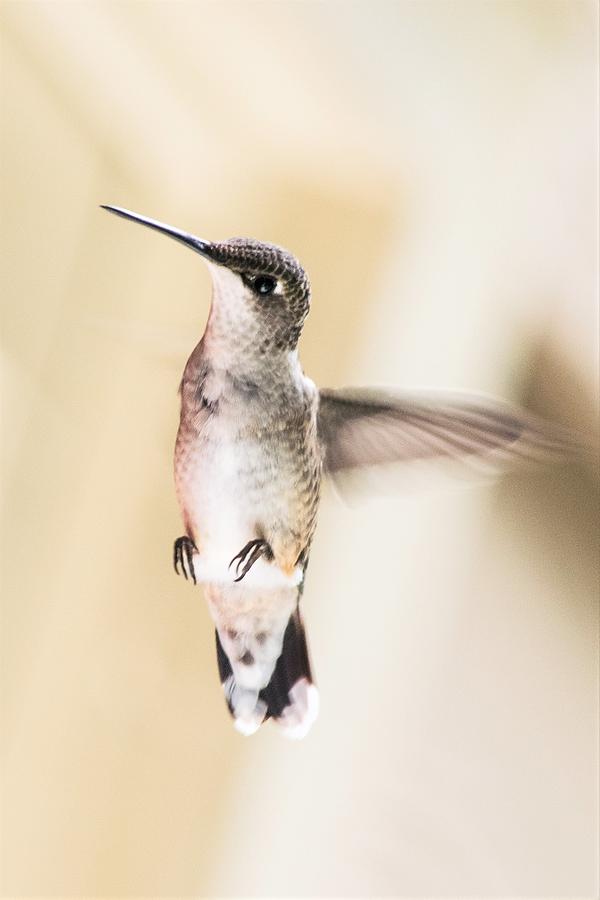 Dainty Hummingbird Photograph by Mary Ann Artz