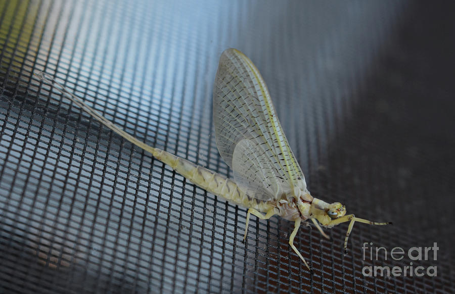 Dainty Mayfly Photograph by Skip Willits
