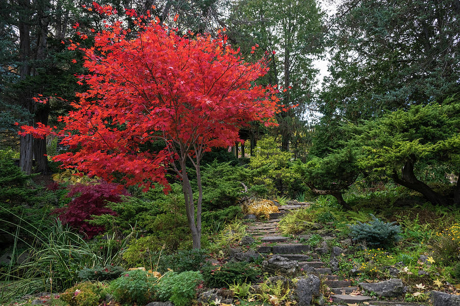 Dainty Red Beauty - Glorious Japanese Maple by the Path Photograph by Georgia Mizuleva