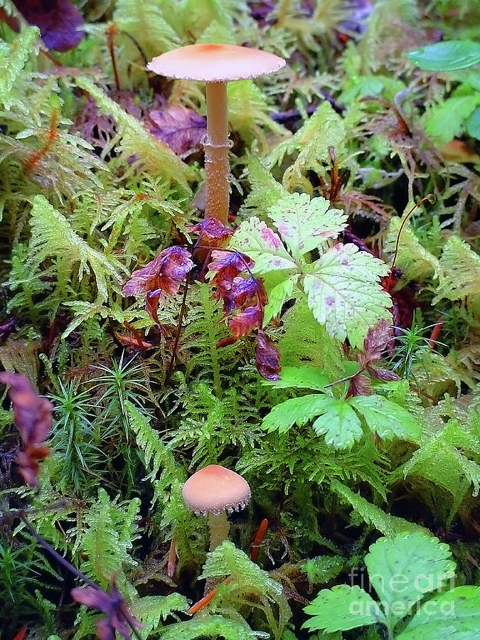 Dainty mushrooms dense moss Photograph by Robert C Paulson Jr