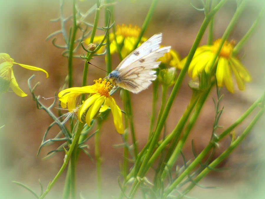 Dainty White And Blue Butterfly On Yellow Desert Flowers Photograph