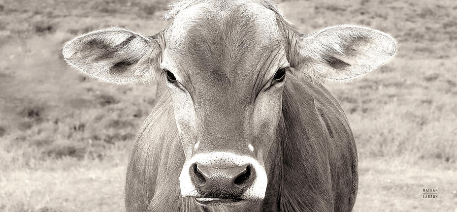 Cow Photograph - Dairy Barn Warm Panel by Nathan Larson