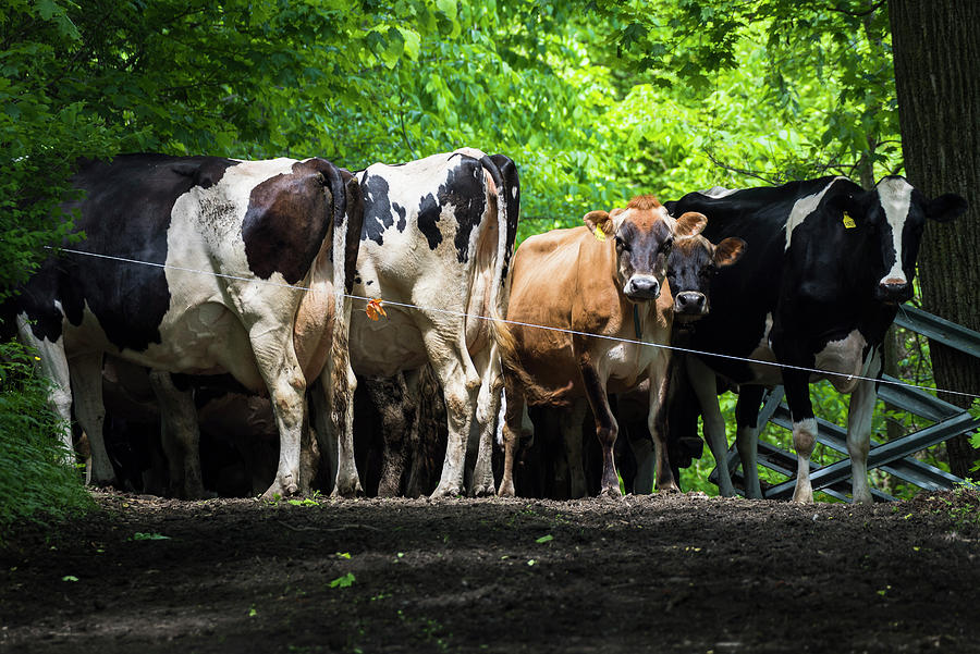 Animal Photograph - Dairy Cows by Brenda Petrella Photography Llc