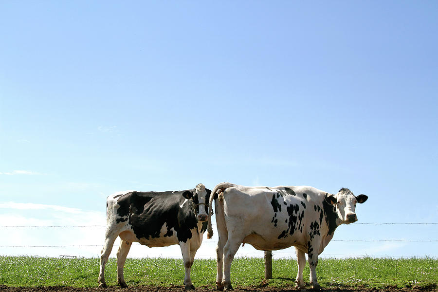 Dairy Cows Grazing Photograph by Argijale