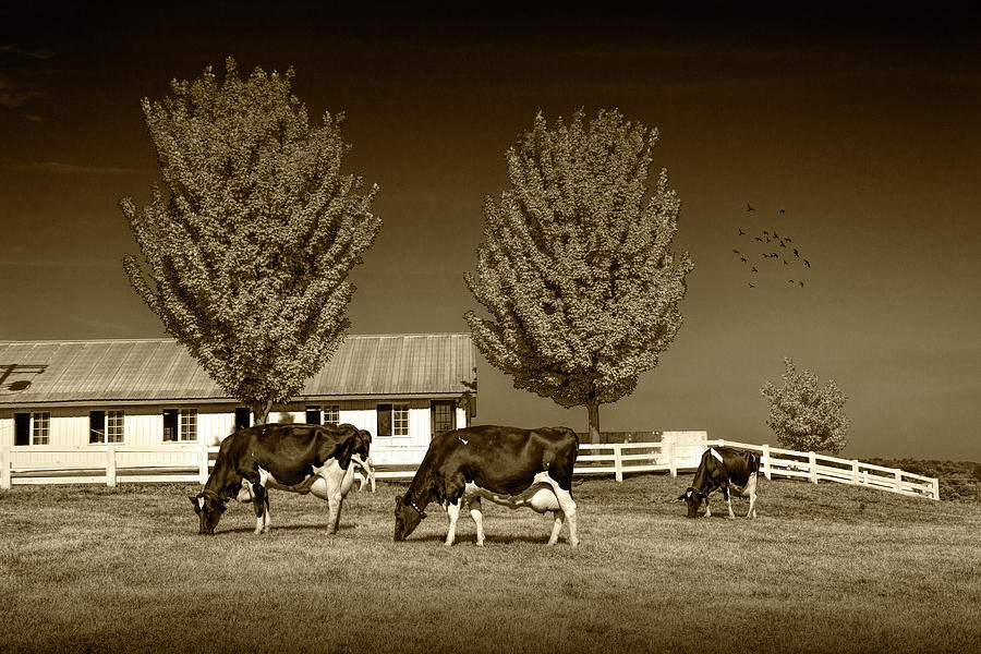 Dairy Cows in a Pasture at the Country Dairy Farm in Sepia Tone Photograph by Randall Nyhof