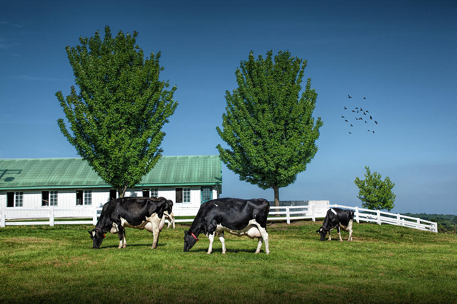 Dairy Cows in a Pasture at the Country Dairy Farm Photograph by Randall Nyhof