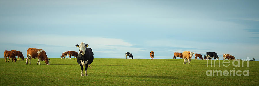 Cow Photograph - Dairy Cows In Pasture by Amanda Elwell
