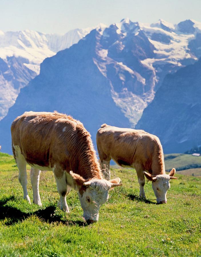 Dairy Cows In The Swiss Mountains Photograph by Foodfolio