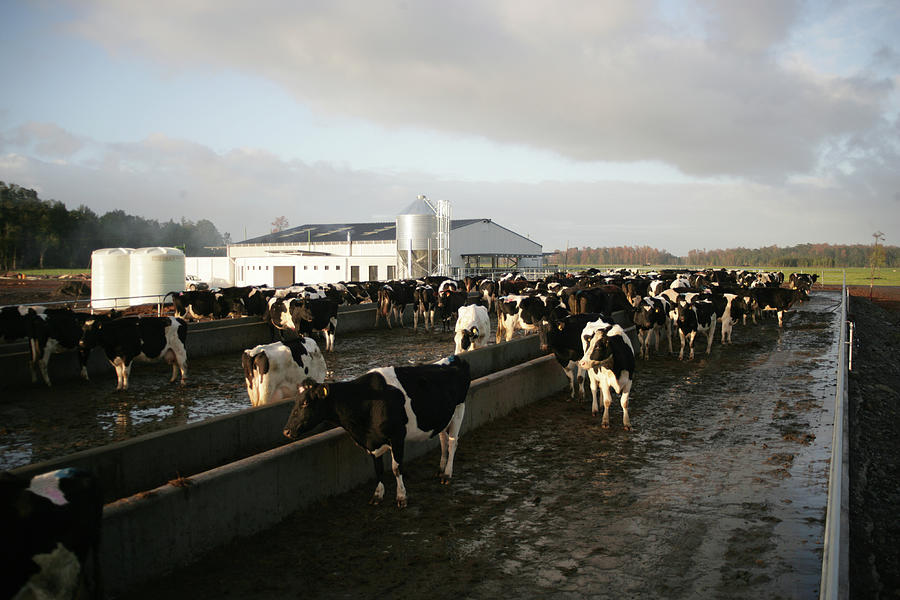 Dairy Farm Photograph by Emesilva