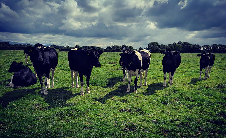 Dairy Heifers by Samuel Pye Dairy Heifers by Samuel Pye