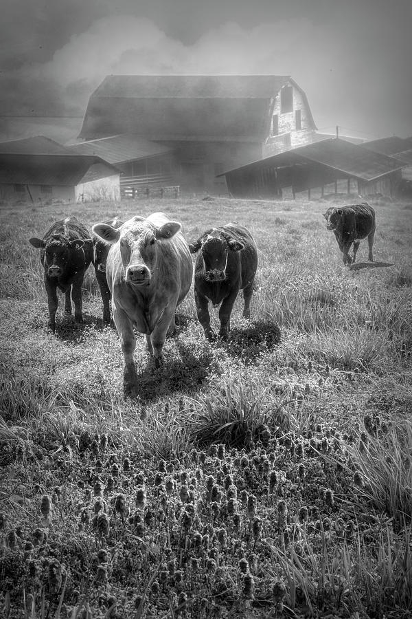 Barn Photograph - Dairy in Black and White by Debra and Dave Vanderlaan