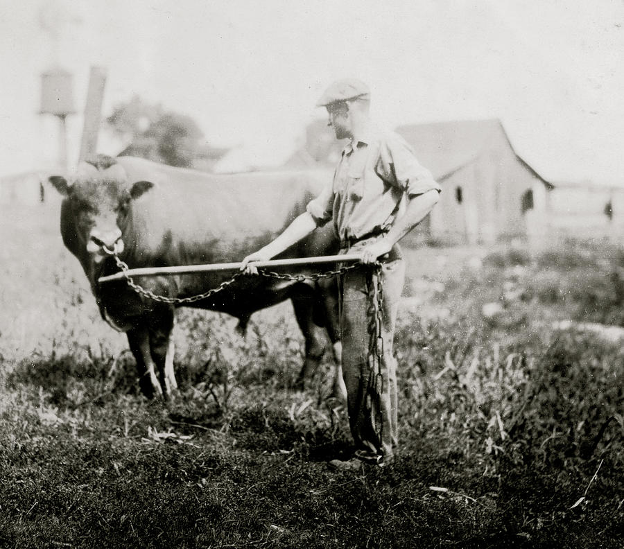 Dairyman in Kentucky with a cow Painting by 