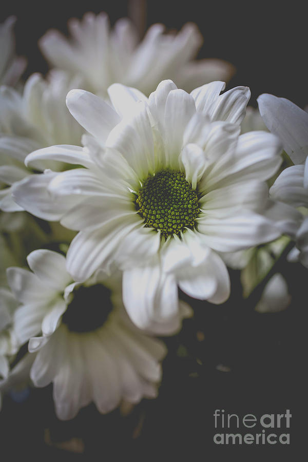Flower Photograph - Daisey Flowers 0981 by Edward Fielding