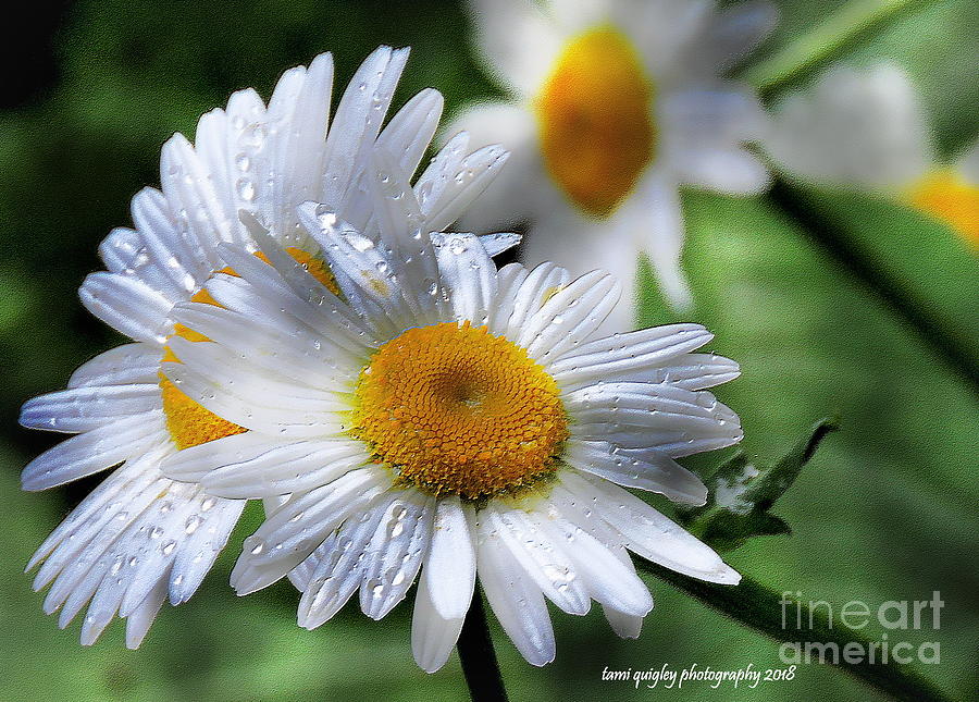 Daisies After A Spring Rain Photograph by Tami Quigley