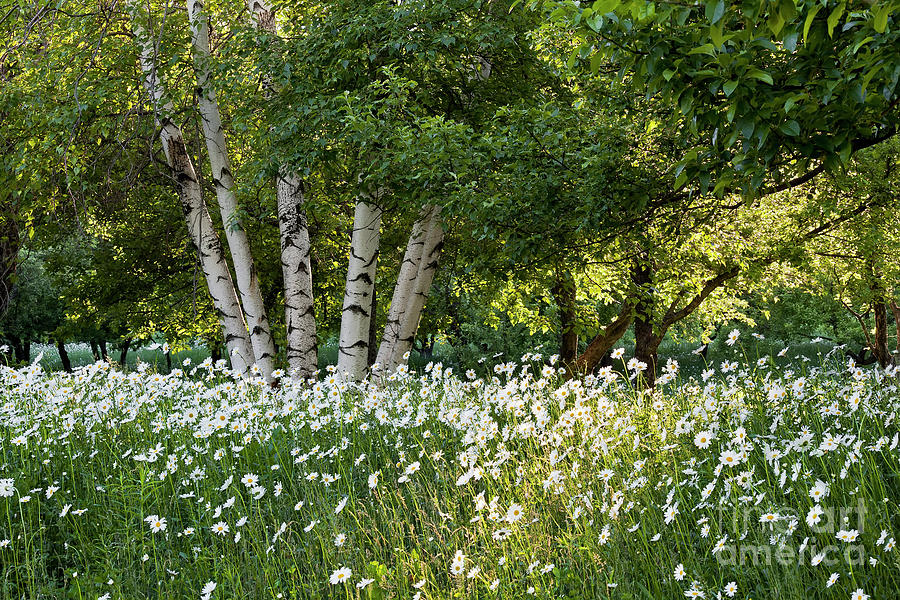 Spring Photograph - Daisies And Birches by Alan L Graham