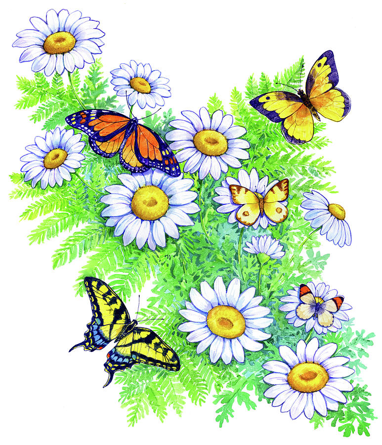 Daisies and Butterflies