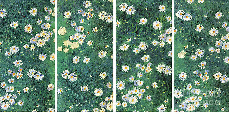 Daisies Bed Of Daisies Drawing by Heritage Images