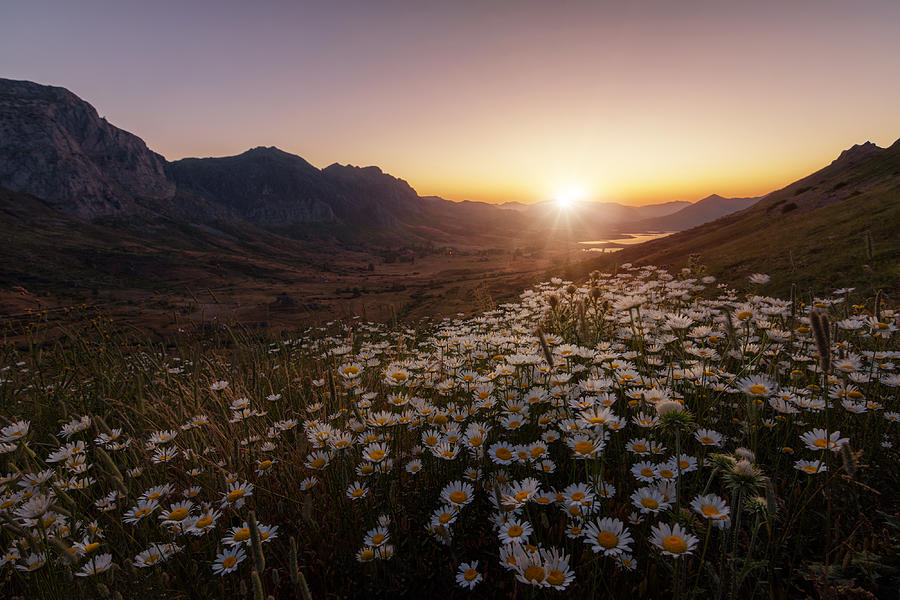 Sunset Photograph - Daisies Fields Forever by Sergio Abevilla
