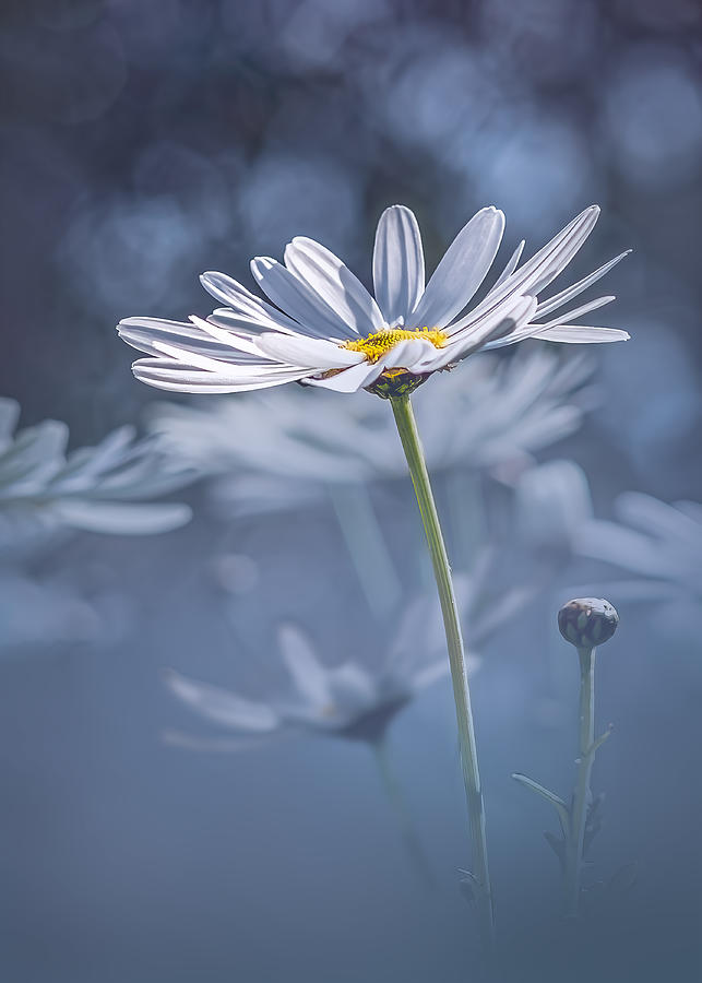 Daisies Photograph by Frank Ma