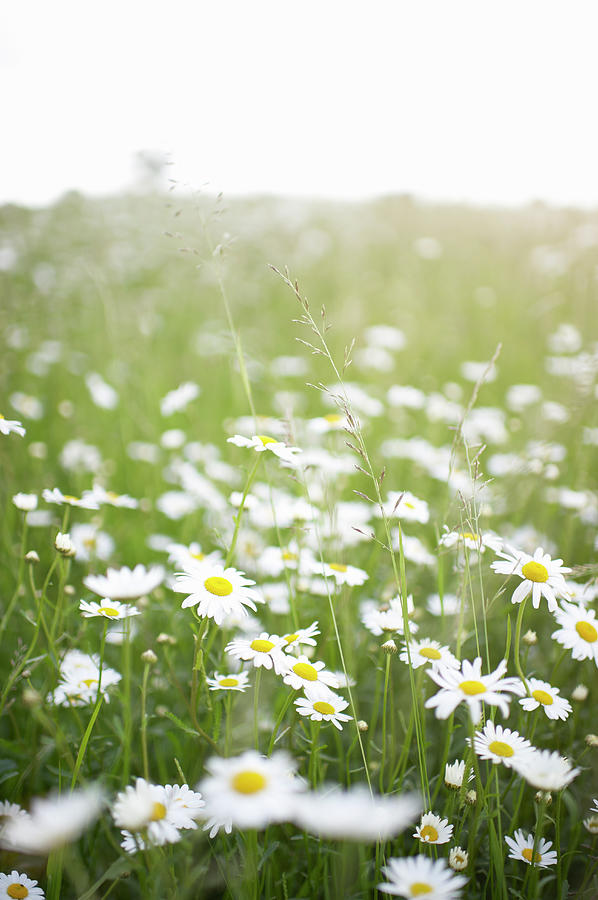 Daisies Growing In A Country Meadow Photograph by Dougal Waters