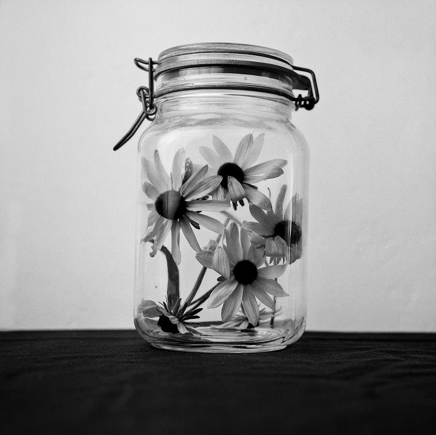 Daisies In A Jar Photograph by Daniel J. Grenier