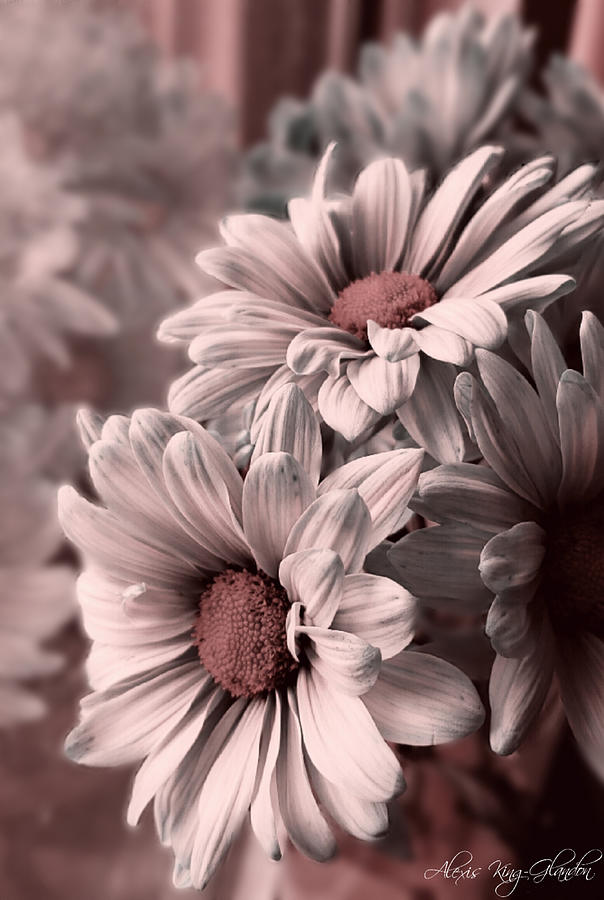 Daisies in Antiquity  Photograph by Alexis King-Glandon