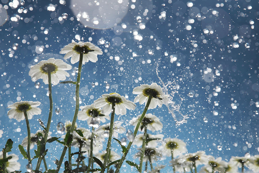 Daisies In The Rain Happy Accident Photograph by Stephen Swintek