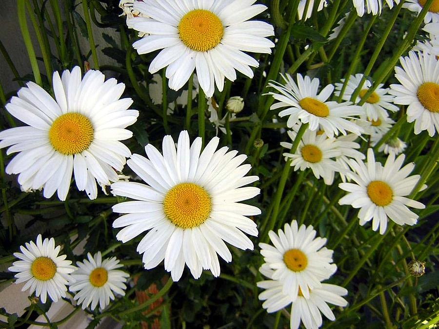Daisies Photograph by Jean Evans