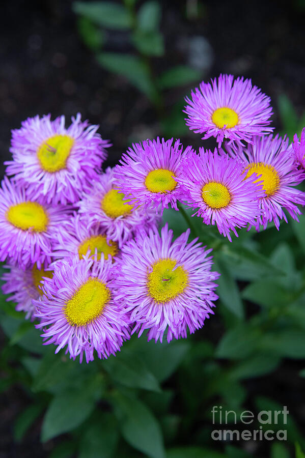 Daisies by Jenny Potter Daisies by Jenny Potter