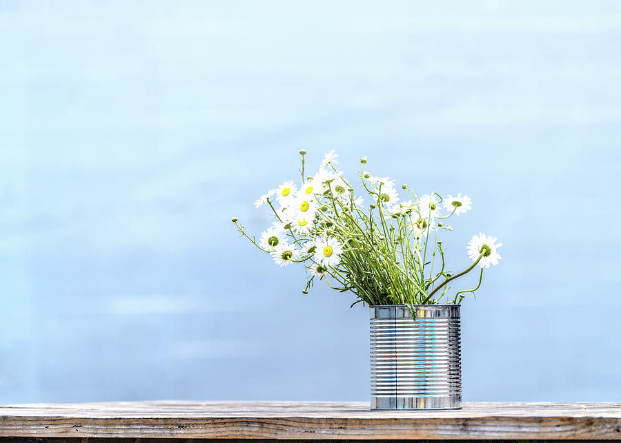 Daisies by Johanna Froese Daisies by Johanna Froese