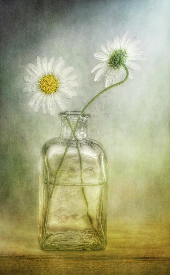 Daisies Photograph by Mandy Disher Photography