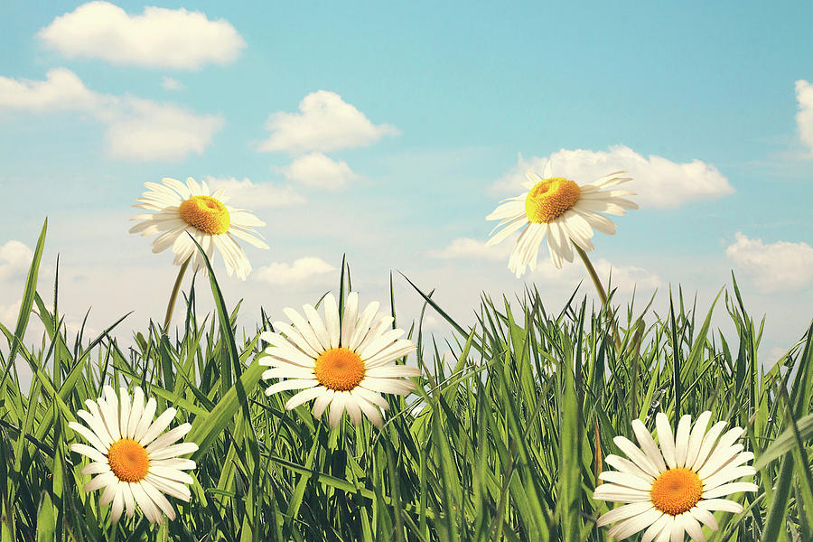 Daisies on a blue sky background Photograph by Ethiriel Photography