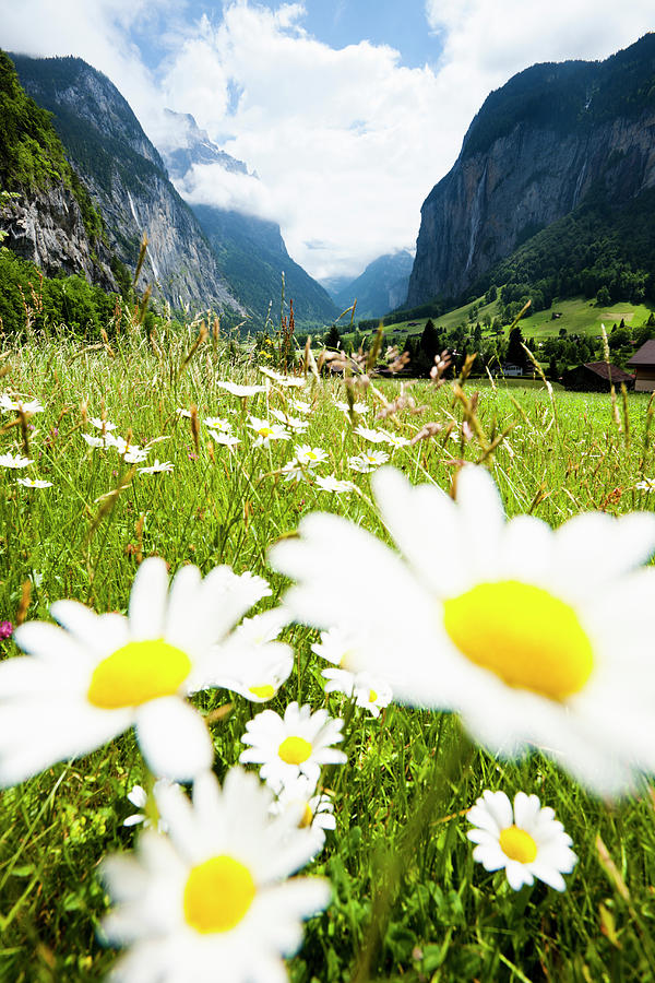 Daisies On A Meadow In Lauterbrunnen Photograph by Jorg Greuel