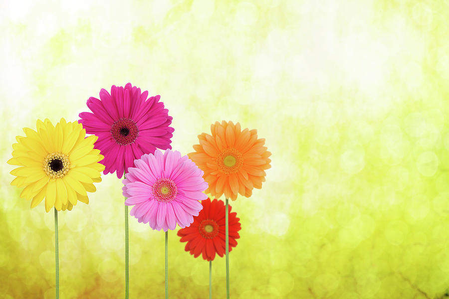 Daisies On A Spring Green Background Photograph by Liliboas