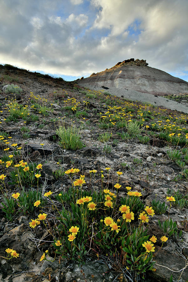 Daisies on Ruby Mountain Photograph by Ray Mathis
