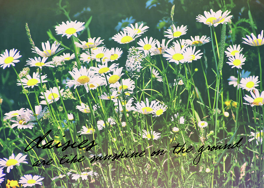 DAISIES quote Photograph by JAMART Photography