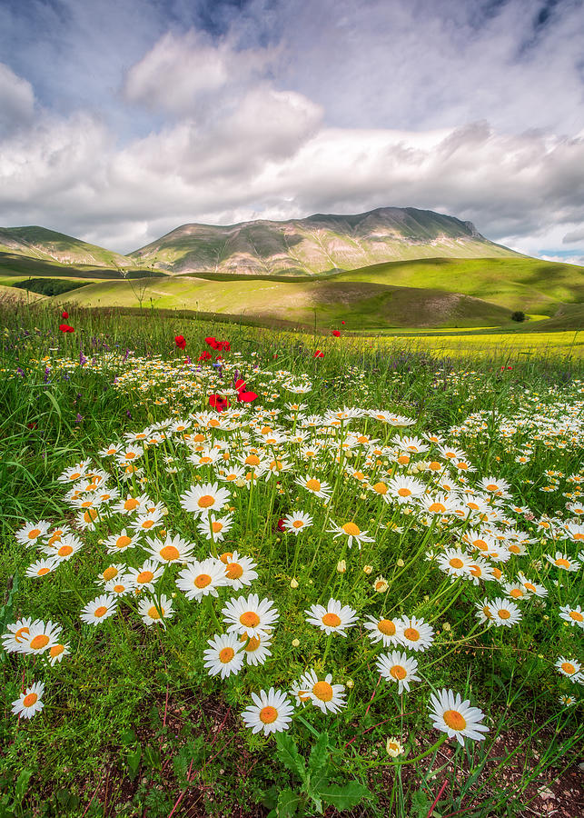 Daisies Photograph by Sergio Barboni