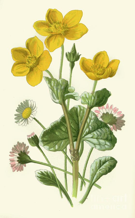 Daisy & Marsh-marigold Drawing by Print Collector
