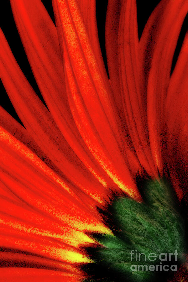 Daisy Aflame Photograph by Anita Pollak Daisy Aflame Photograph by Anita Pollak