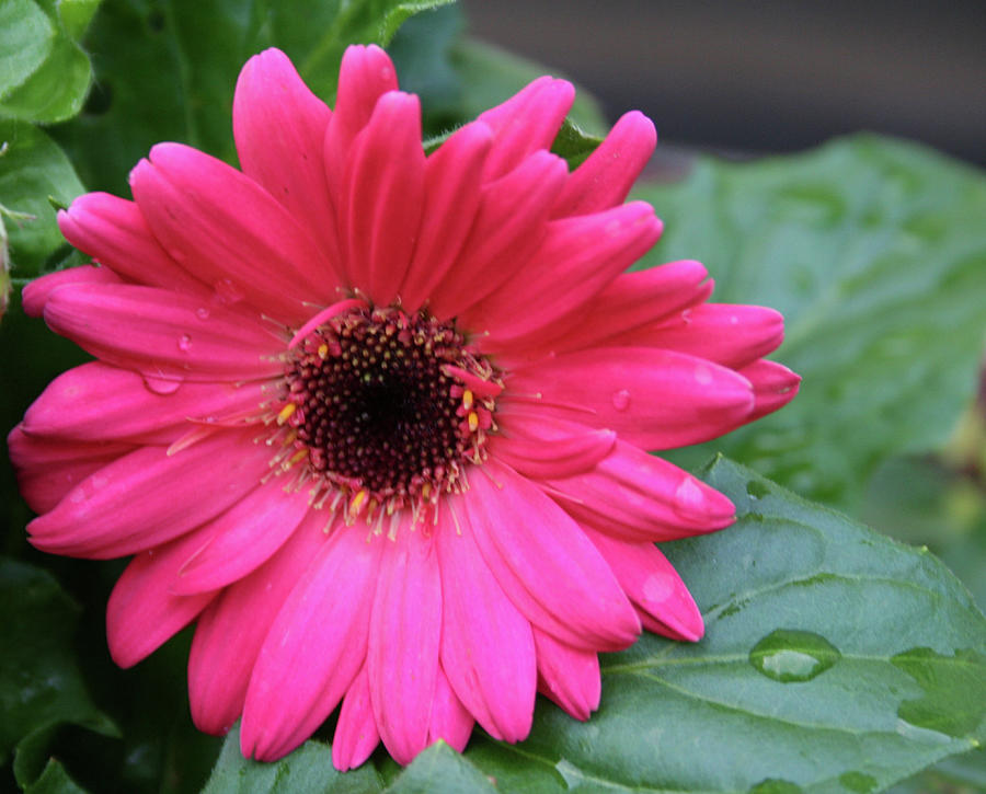 Daisy After Rain Photograph by Alysa Southall - Pixels