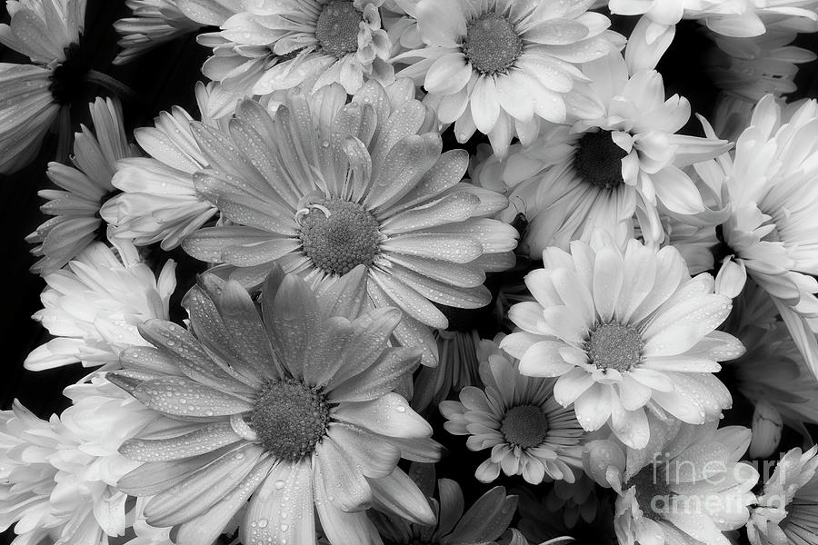 Daisy Black White Photograph by Mike Eingle