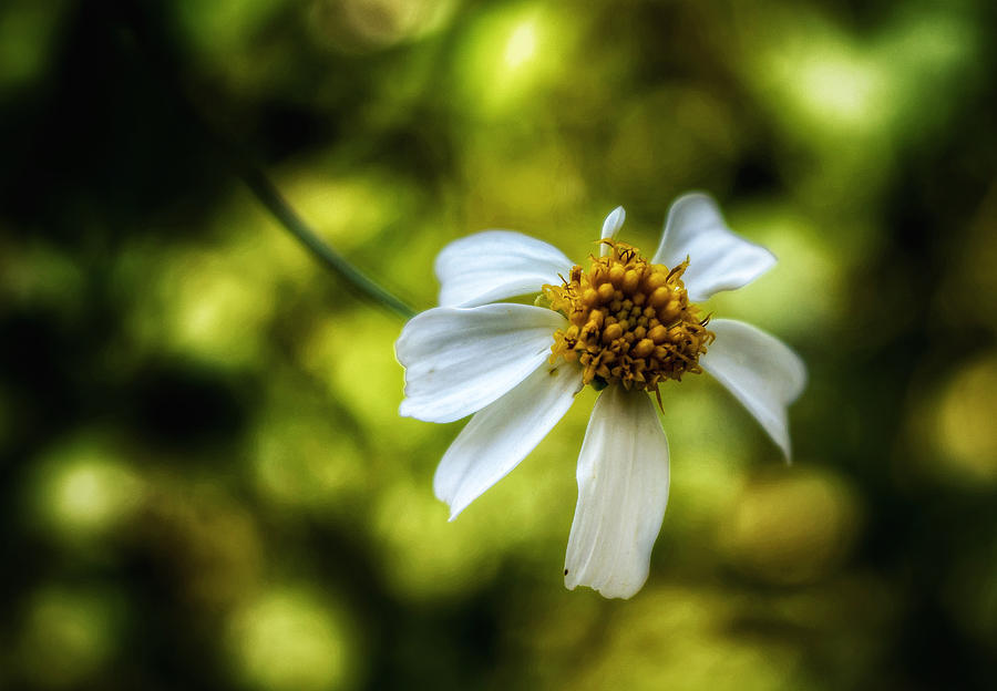 Daisy by Brenda Wilcox aka Wildeyed n Wicked Daisy by Brenda Wilcox aka Wildeyed n Wicked