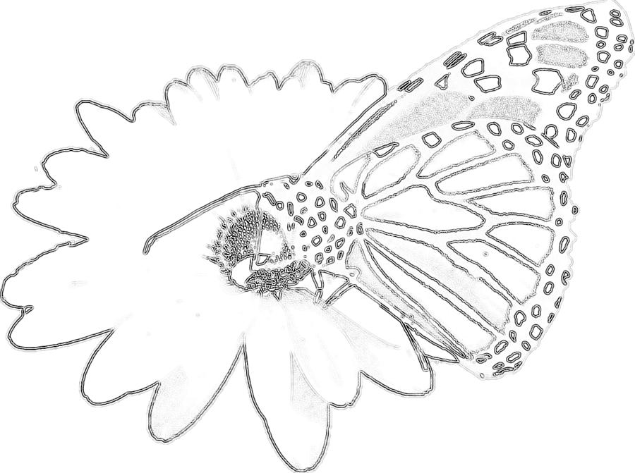 Daisy Butterfly - PAINT MY SKETCH by Delynn Addams Drawing by Delynn Addams