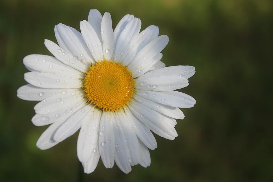 Daisy Photograph - Daisy by Callen Harty Daisy Photograph - Daisy by Callen Harty