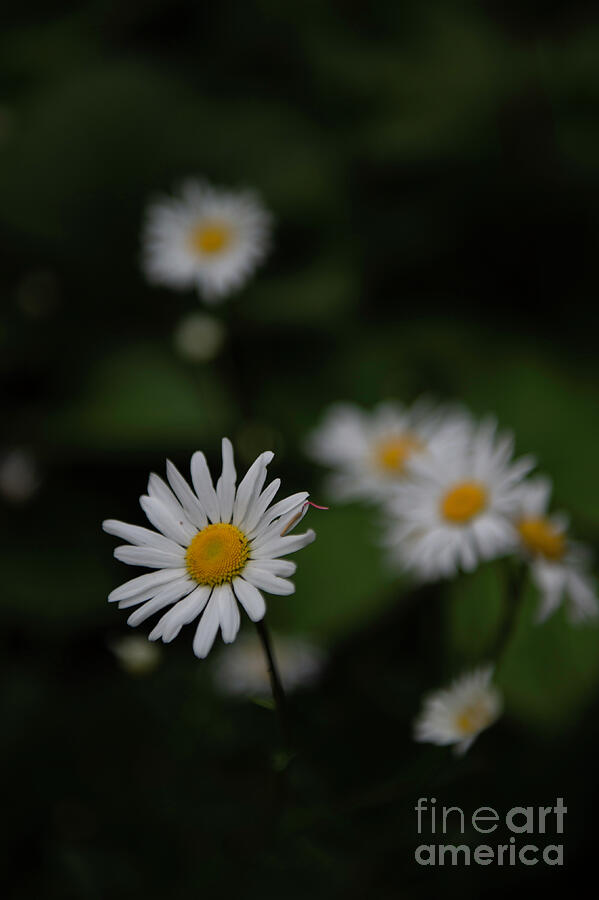 Daisy Collection photo 1 by Jenny Potter Daisy Collection photo 1 by Jenny Potter