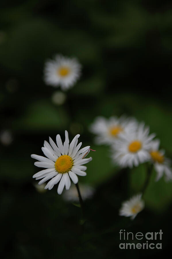 Daisy Collection photo 2 by Jenny Potter Daisy Collection photo 2 by Jenny Potter