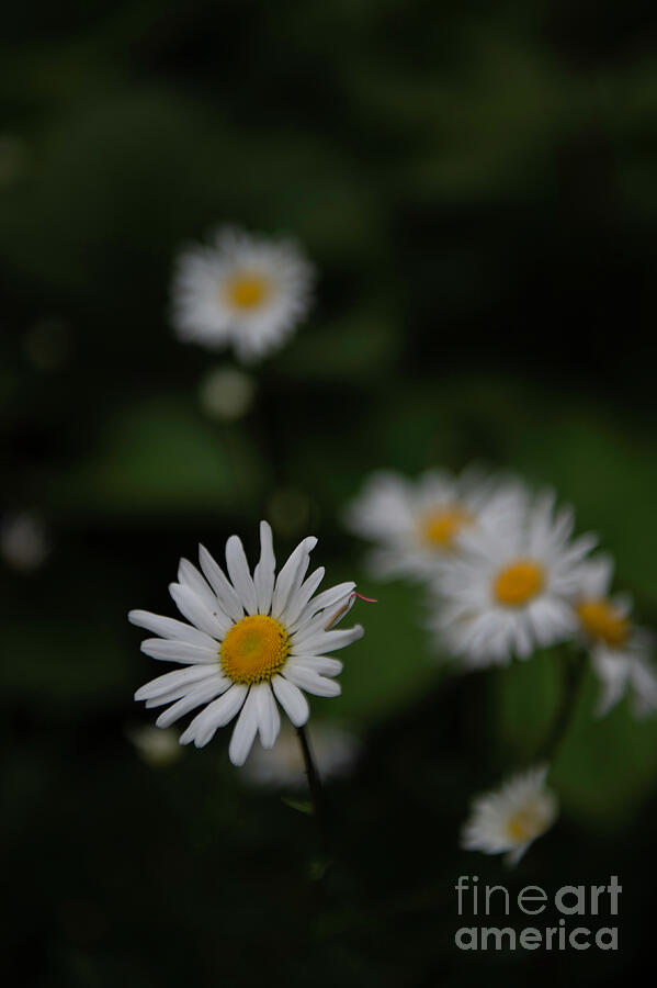 Daisy collection photo 3 by Jenny Potter Daisy collection photo 3 by Jenny Potter